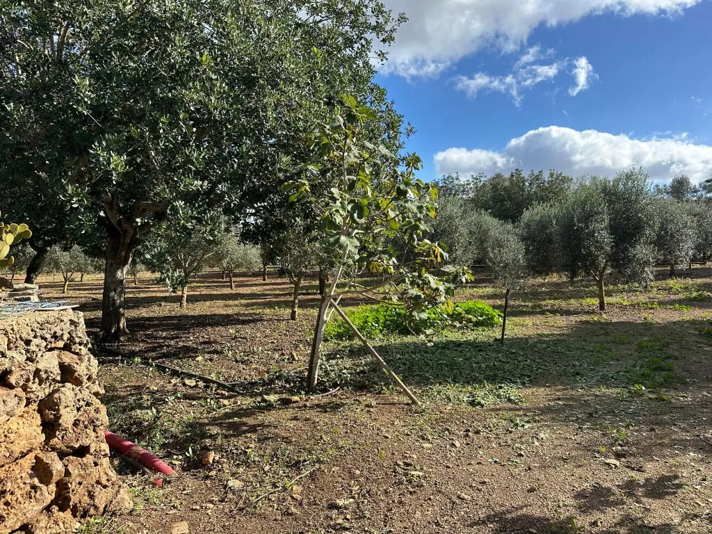 Finca R&uacute;stica Can Kuchi, Sencelles