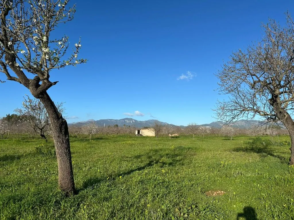 Terreno en Can Sionet, Marratx&iacute;
