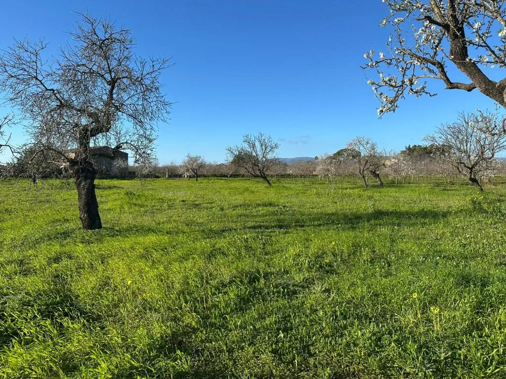 Terreno en Can Sionet, Marratx&iacute;